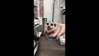 ミーアキャットベビー♀（2025年11月産まれ）