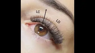 LC/LD Lash Extensions Volume Cat Eyes 16 Rows/Box L Eyelash Extensions