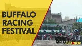 Annual Chonburi Buffalo Racing Festival celebrated in Thailand