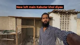 New loft main Kabutar khol diyee | Kabutar pakr liya #birds #vlog #trending 