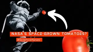 Future Mars astronauts may enjoy NASA's space-grown tomatoes as a snack.