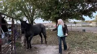 June bug - Grooming and Tacking
