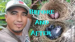 Before and after mix @nanasvlog3904#birds