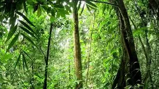 Signs of the sun bear