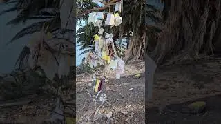 Albany Waterfront Trail Tree Msgs #walking #trail #outdoors #nature #naturelovers