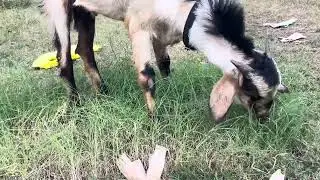 Satisfying Goat eating video grass #Grass #Animals #bakra 