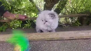 Little colourpoint persian girl - first time outside...