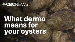 Deadly oyster disease confirmed in Nova Scotia