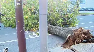Downed tree blocking traffic in Spring Garden