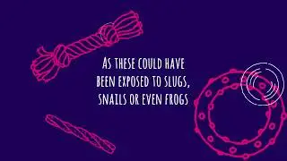 Lungworm in Dogs | Vets4Pets