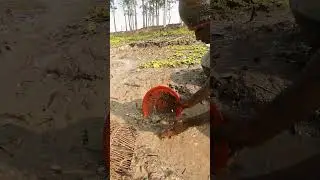 Catching Fish in Water Current While Draining the Pond #WaterCurrent #PondFishing#TraditionalFishing