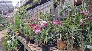 🔴Big Sale Minggu Ceria🤠Super Murah Spesial Panen Cattleya,Vanda,Dendro,Terbaru😻✅️