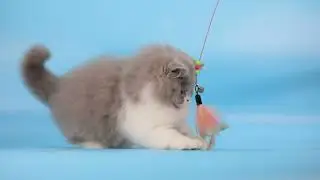 ดช Mochi British Longhair blue bicolor 2.5 months