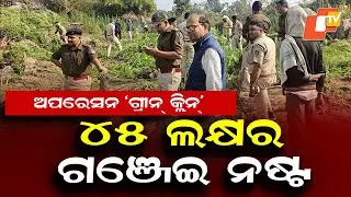 Illegal Ganja Cultivation Worth ₹45 Lakh Destroyed in Kandhamal Forests