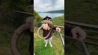 Желтопузик