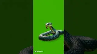 🐍A mysterious snake in green screen🐍