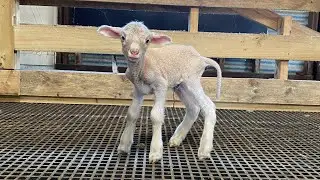 Orphan sheep | #sheep #sheepfarming #farming #sheepfarm #farmlife