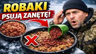 Ochotka w zanęcie zimą? PRZESTAŃ to robić! Wyjaśniam, dlaczego to psuje brania.