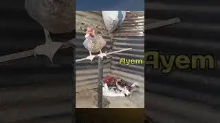 the duck saw the chicken and the goose meet each other