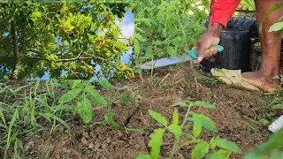 Cleaning out the tomatoes them and checking the ackee tree them