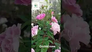 🌹 ORCHID ROSE PLANTS ARE AVAILABLE 🌹.