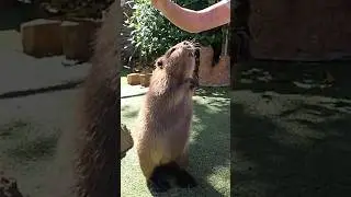 ExtraEmily & I met the CUTEST beaver 🦫☺️ #mayahiga #extraemily #beaver #sandiegozoo #shorts