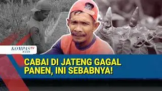 Cabai Layu di Grobogan, Petani Terancam Gagal Panen