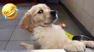 Funny Dogs and Cats Videos 2024 🤣 Best Funniest Animal Videos 😆 PART 30