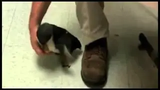 Tickling a Penguin at 20% it's original speed