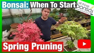 Bonsai: When to start deciduous spring pruning