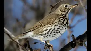 Κελάηδημα Τσίχλας - Turdus philomelos song