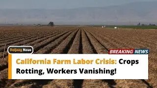 California Farm Labor Crisis: Crops Rotting, Workers Vanishing!
