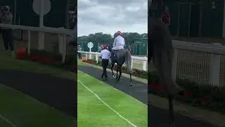 Teasyweasy Being taken to the race track At Great Yarmouth racecourse