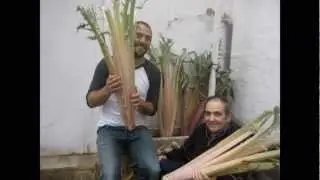 EL CULTIVO DEL CARDO ROJO EN FITERO (NAVARRA) 14-11-2012