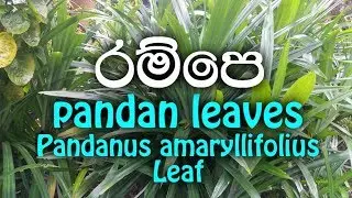 Rampe - pandan leaves - Leaf - Pandanus amaryllifolius