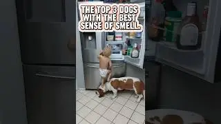 The Top 3 DOGS With The BEST Sense Of SMELL.