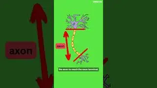 How Does a Neuron Work? - Nervous System
