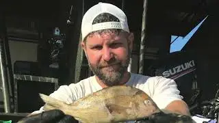 Pig Fish Florida State and World Record Submission Bowfishing Association of America