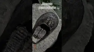 F&oacute;ssil de Trilobita - Harpes perradiatus