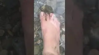 Fish therapy / Fish Pedicure/ Fish spa/ Feeding Fish with your Feet