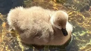 Black Swans and new Cygnets Dawlish