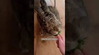 i am your bunny you listen to me | Cute Animals Shorts | tiktok