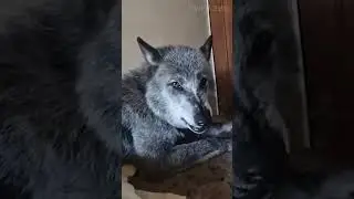 Волкособ: Гибрид Волка и Собаки 😉 #животные #волк #собака
