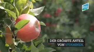 Der Apfel - Fakten &uuml;ber das beliebte Obst