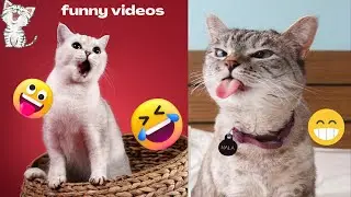 funny animals videos cat 🐱 and dog🐕 || part 1|| try to laugh||funny videos 2022