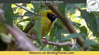 Weavers eating bread and cheese - by Rory Wilson for Birding Planet