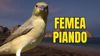 Piado de femea de papa capim - femea de papa capim chamando para esquentar coleiro