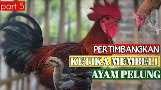 pilih indukan atau doc ?? usaha ayam pelung pemula