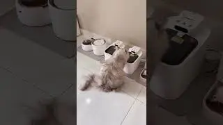 Nasib kucing persia medium 🐈🥺 Part 1