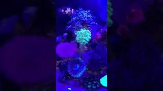 Blue Coral Reefs #shorts